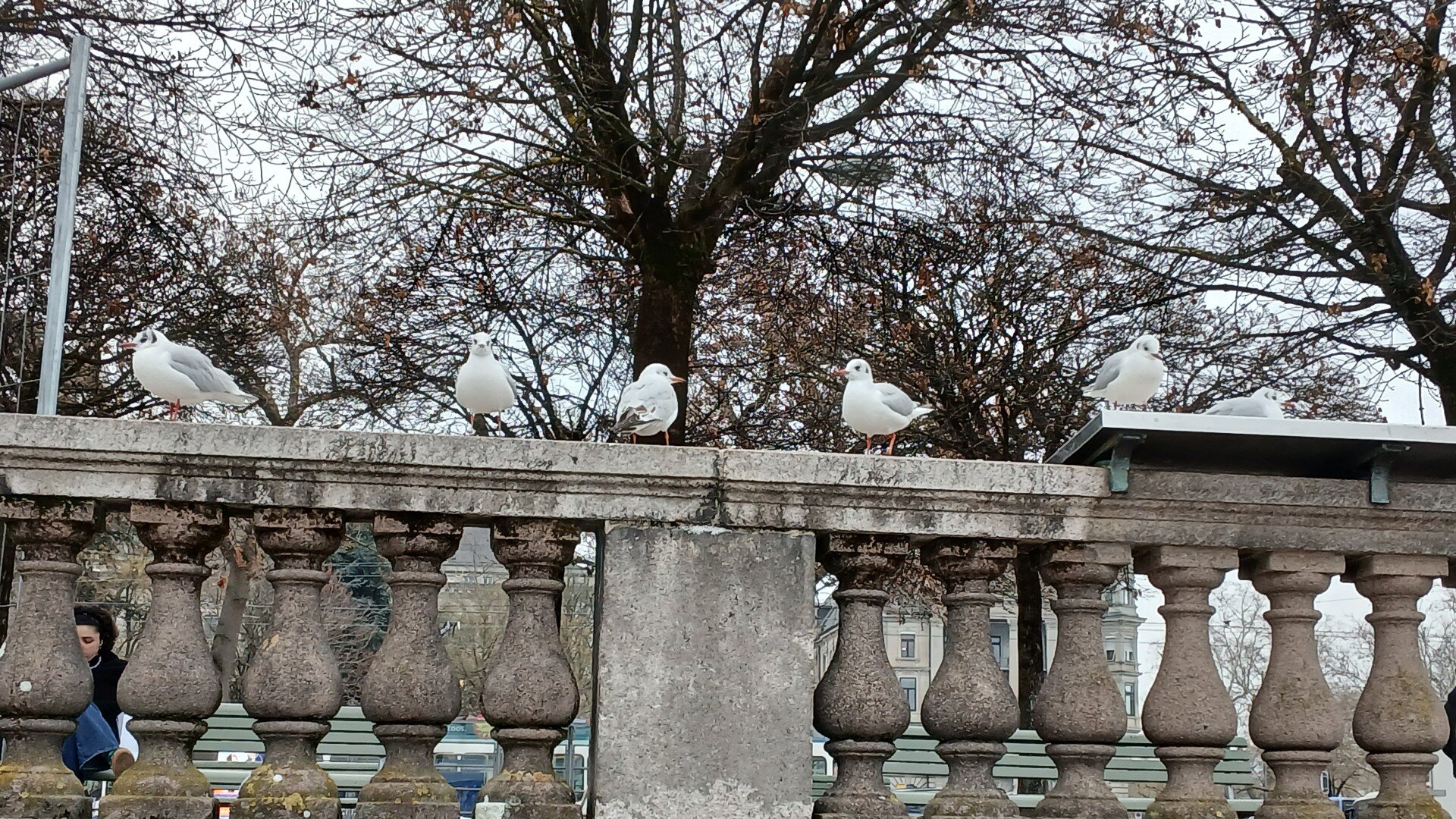 Möven auf Geländer